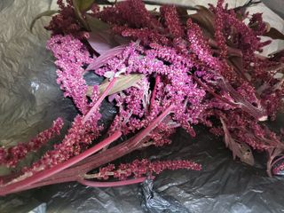 박순례님의 8월 내 작물 자랑하기 · 참여글 작성글 사진