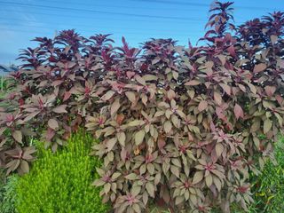 박순례님의 8월 내 작물 자랑하기 · 참여글 작성글 사진