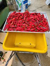 팜모닝 8월 내 작물 자랑하기·참여글 게시글 이미지