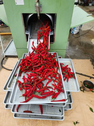 박용기님의 8월 내 작물 자랑하기 · 참여글 작성글 사진