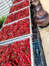 팜모닝 고추·일상 게시글 이미지