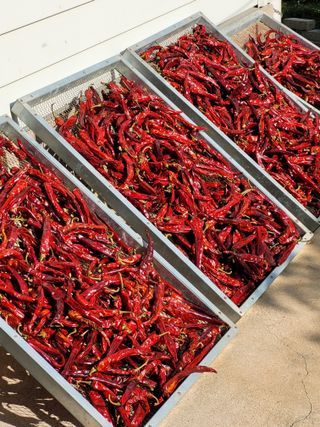 설죽 문평래님의 고추 · 일상 작성글 사진