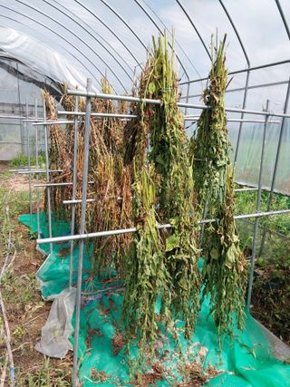 진명최우철님의 8월 내 작물 자랑하기 · 참여글 작성글 사진