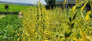 제주농부님의 참깨 · 자유게시판 작성글 사진