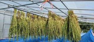 제주농부님의 참깨 · 자유게시판 작성글 사진