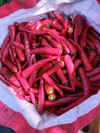 조낙용님의 고추 · 수확 작성글 사진