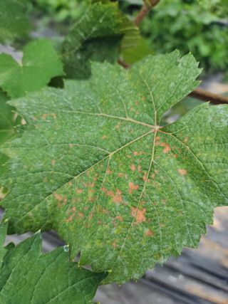 이관옥님의 포도 · 병해충상담 작성글 사진