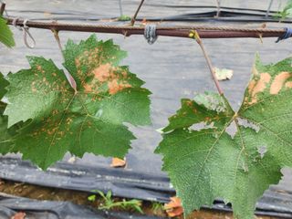 이관옥님의 포도 · 병해충상담 작성글 사진