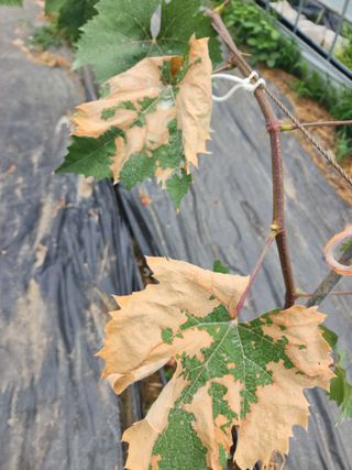 이관옥님의 포도 · 병해충상담 작성글 사진