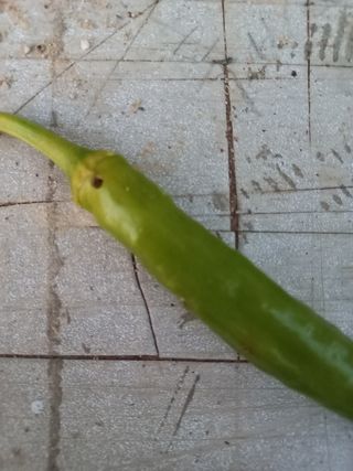 임재창님의 고추 · 병해충상담 작성글 사진