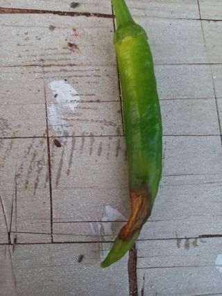 임재창님의 고추 · 병해충상담 작성글 사진