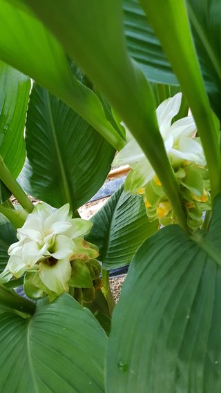 신청호님의 기타작물 · 자유게시판 작성글 사진