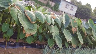 신청호님의 기타작물 · 자유게시판 작성글 사진