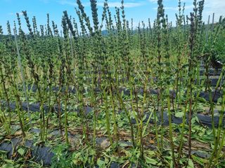 호미대장님의 8월 내 작물 자랑하기 · 참여글 작성글 사진