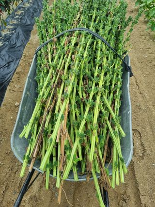 호미대장님의 8월 내 작물 자랑하기 · 참여글 작성글 사진