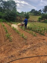 팜모닝 8월 내 작물 자랑하기·참여글 게시글 이미지