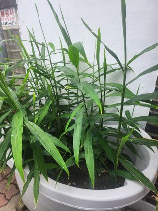 김영복 19146님의 8월 내 작물 자랑하기 · 참여글 작성글 사진