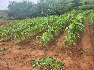 김영복 19146님의 8월 내 작물 자랑하기 · 참여글 작성글 사진