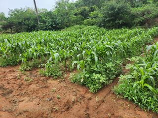 김영복 19146님의 8월 내 작물 자랑하기 · 참여글 작성글 사진