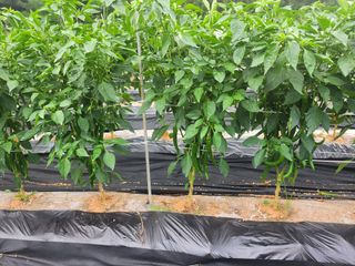 김영복 19146님의 8월 내 작물 자랑하기 · 참여글 작성글 사진