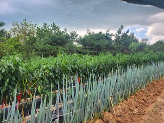 김영복 19146님의 8월 내 작물 자랑하기 · 참여글 작성글 사진