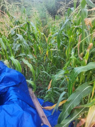 김영복 19146님의 8월 내 작물 자랑하기 · 참여글 작성글 사진