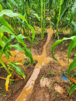 김영복 19146님의 8월 내 작물 자랑하기 · 참여글 작성글 사진