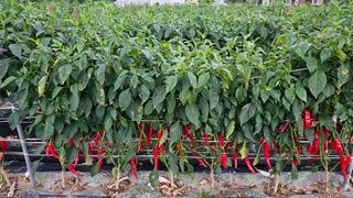 신현길 (님의 8월 내 작물 자랑하기 · 참여글 작성글 사진