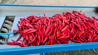 신현길 (님의 8월 내 작물 자랑하기 · 참여글 작성글 사진