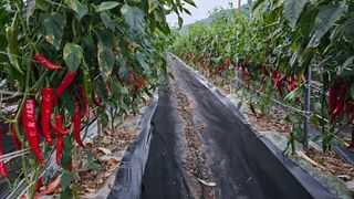 신현길 (님의 8월 내 작물 자랑하기 · 참여글 작성글 사진