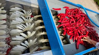 신현길 (님의 8월 내 작물 자랑하기 · 참여글 작성글 사진