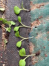 팜모닝 자유주제·자유게시판 게시글 이미지