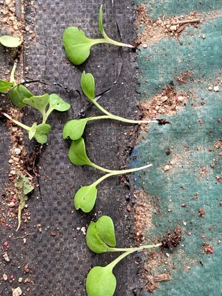 이종춘님의 자유주제 · 자유게시판 작성글 사진