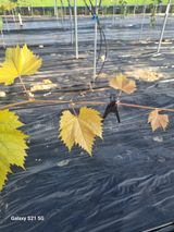 팜모닝 포도·자유게시판 게시글 이미지