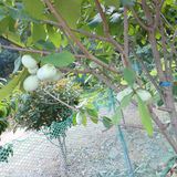 팜모닝 8월 내 작물 자랑하기·참여글 게시글 이미지