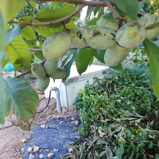 박종열님의 8월 내 작물 자랑하기 · 참여글 작성글 사진