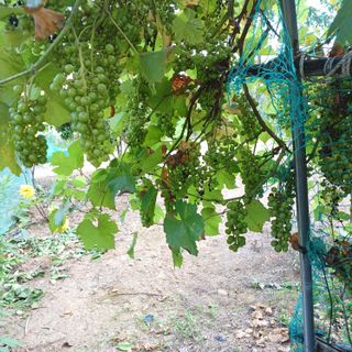 박종열님의 8월 내 작물 자랑하기 · 참여글 작성글 사진