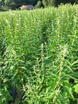 팜모닝 8월 내 작물 자랑하기·참여글 게시글 이미지