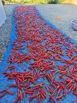 팜모닝 8월 내 작물 자랑하기·참여글 게시글 이미지