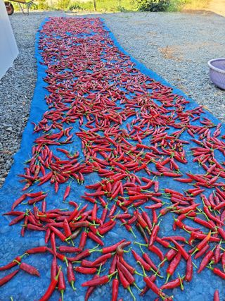 조현미님의 8월 내 작물 자랑하기 · 참여글 작성글 사진