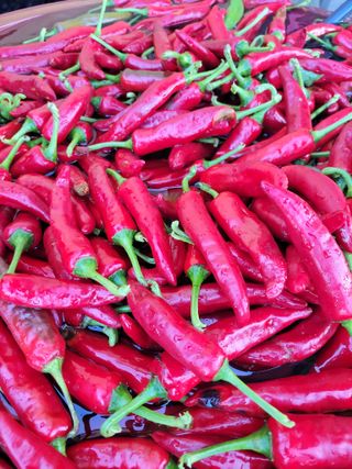 조현미님의 8월 내 작물 자랑하기 · 참여글 작성글 사진