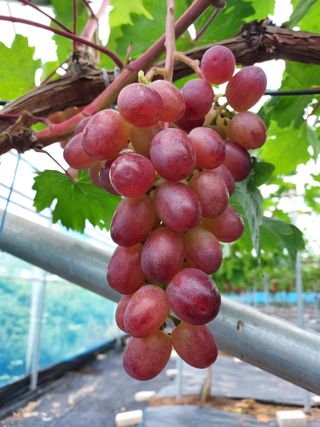 문팜님의 8월 내 작물 자랑하기 · 참여글 작성글 사진