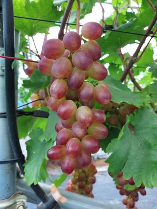 문팜님의 8월 내 작물 자랑하기 · 참여글 작성글 사진