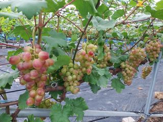 문팜님의 8월 내 작물 자랑하기 · 참여글 작성글 사진