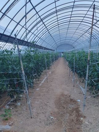 생강콩참깨들깨고추고님의 8월 내 작물 자랑하기 · 참여글 작성글 사진