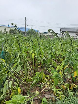 자연인님의 8월 내 작물 자랑하기 · 참여글 작성글 사진