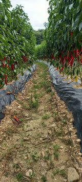 팜모닝 8월 내 작물 자랑하기·참여글 게시글 이미지