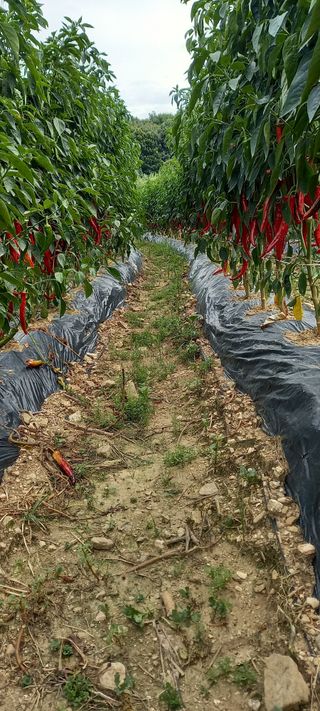 강성분님의 8월 내 작물 자랑하기 · 참여글 작성글 사진