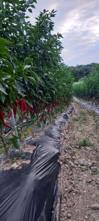 강성분님의 8월 내 작물 자랑하기 · 참여글 작성글 사진