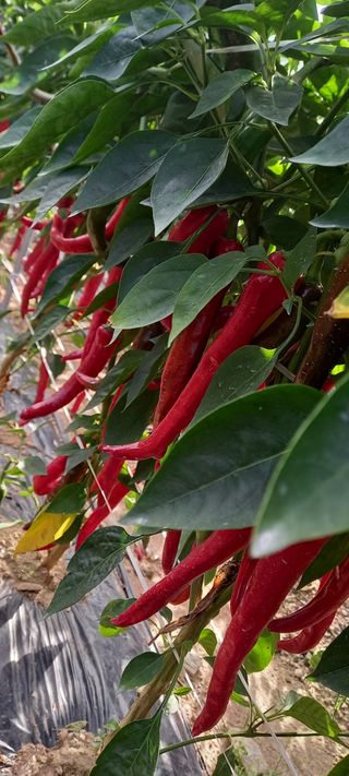 강성분님의 8월 내 작물 자랑하기 · 참여글 작성글 사진